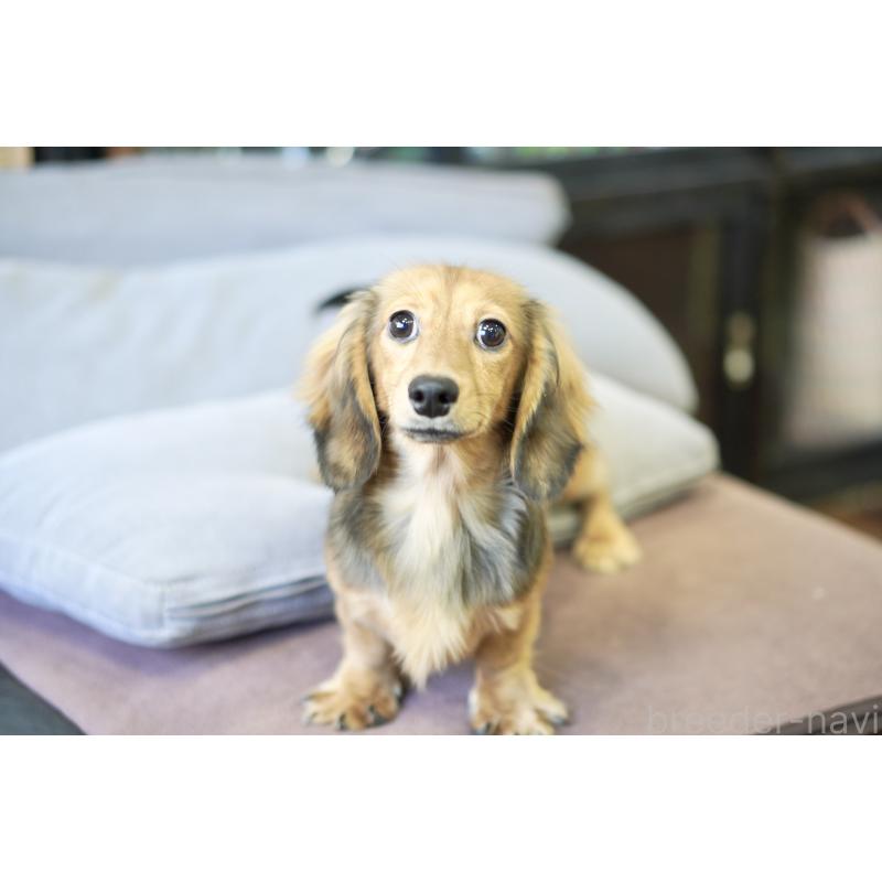 販売中の滋賀県のカニンヘンダックスフンド(ロングヘアード)-394093の2枚目