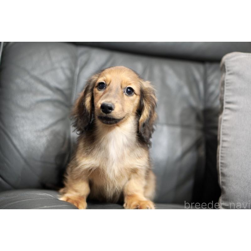 販売中の滋賀県のカニンヘンダックスフンド(ロングヘアード)-420208の14枚目