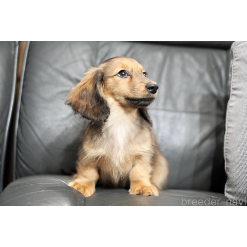 販売中の滋賀県のカニンヘンダックスフンド(ロングヘアード)-420208の13枚目