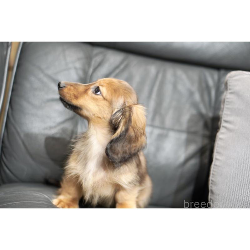 販売中の滋賀県のカニンヘンダックスフンド(ロングヘアード)-420208の12枚目