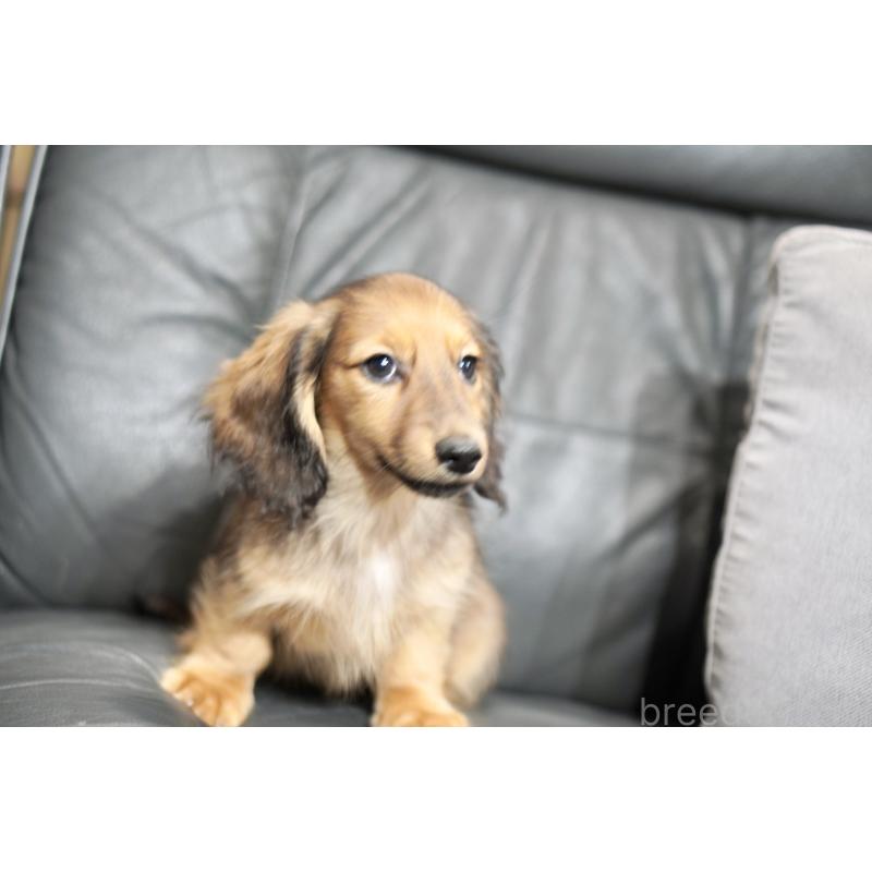 販売中の滋賀県のカニンヘンダックスフンド(ロングヘアード)-420208の11枚目