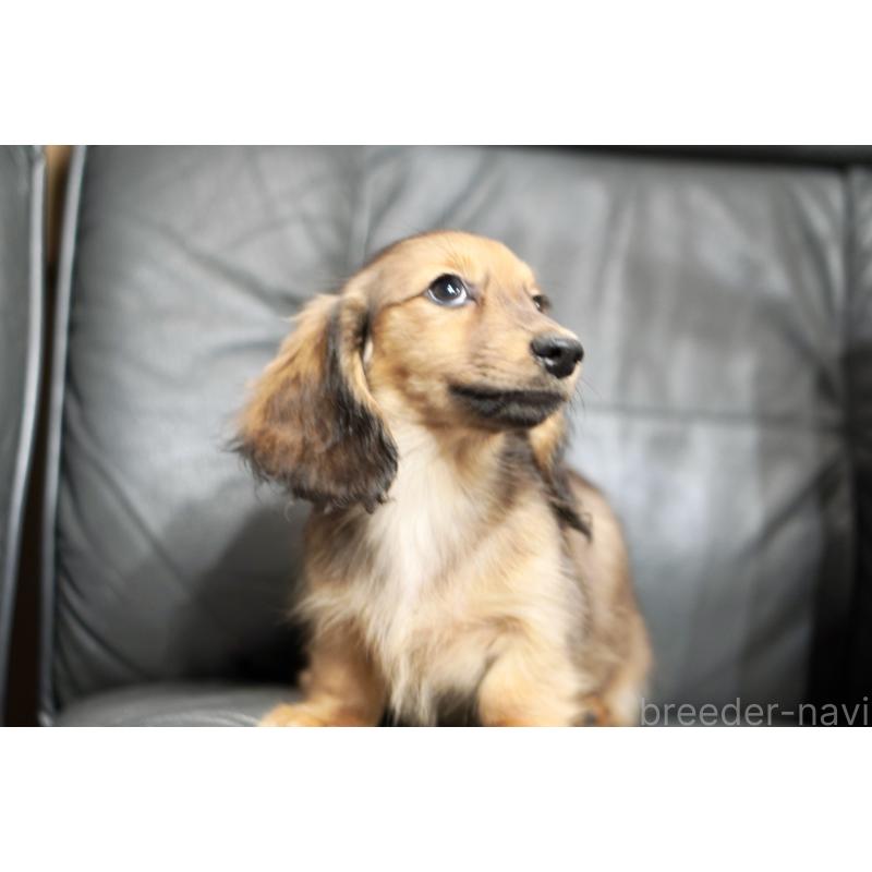 販売中の滋賀県のカニンヘンダックスフンド(ロングヘアード)-420208の10枚目