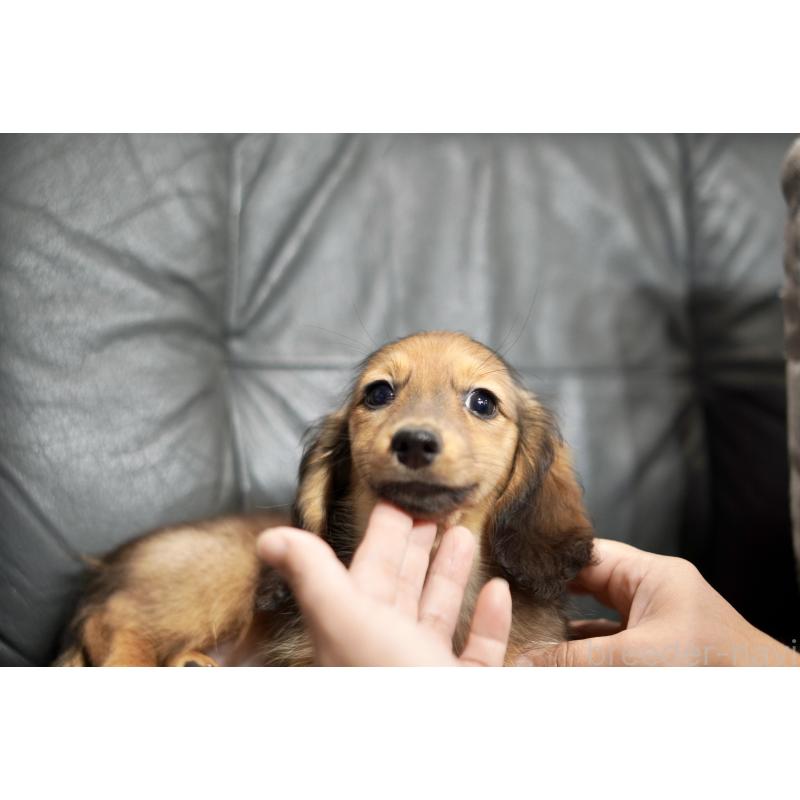 販売中の滋賀県のカニンヘンダックスフンド(ロングヘアード)-420208の9枚目