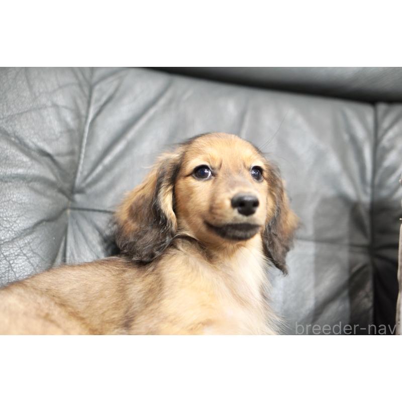 販売中の滋賀県のカニンヘンダックスフンド(ロングヘアード)-420208の8枚目