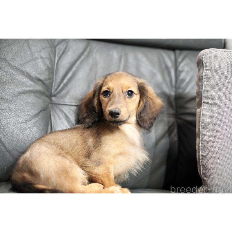 販売中の滋賀県のカニンヘンダックスフンド(ロングヘアード)-420208の7枚目