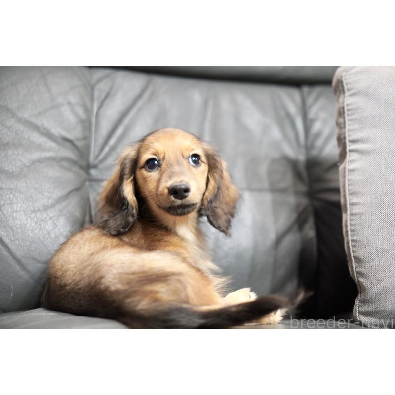 販売中の滋賀県のカニンヘンダックスフンド(ロングヘアード)-420208の6枚目