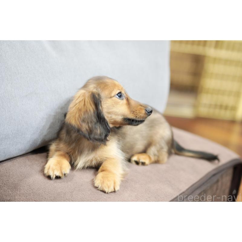 販売中の滋賀県のカニンヘンダックスフンド(ロングヘアード)-420208の5枚目