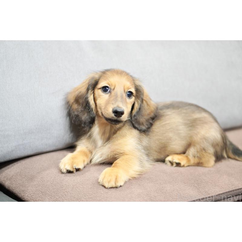 販売中の滋賀県のカニンヘンダックスフンド(ロングヘアード)-420208の4枚目