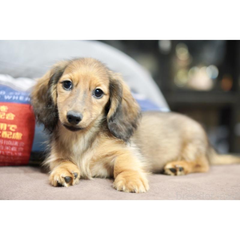 販売中の滋賀県のカニンヘンダックスフンド(ロングヘアード)-420208の3枚目