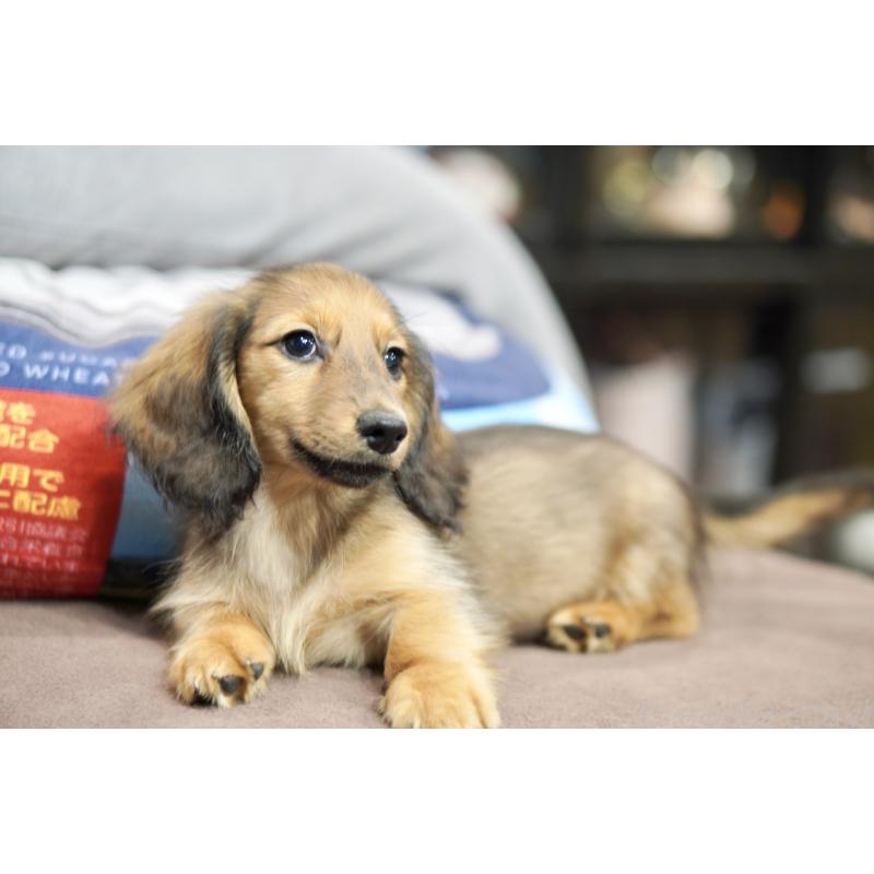 販売中の滋賀県のカニンヘンダックスフンド(ロングヘアード)-420208の2枚目