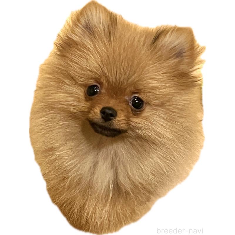 販売中の北海道のポメラニアン-418799の2枚目