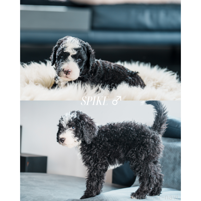 販売中の滋賀県のバーニードゥードル:バーニーズ×スタンダードプードル-412018の2枚目