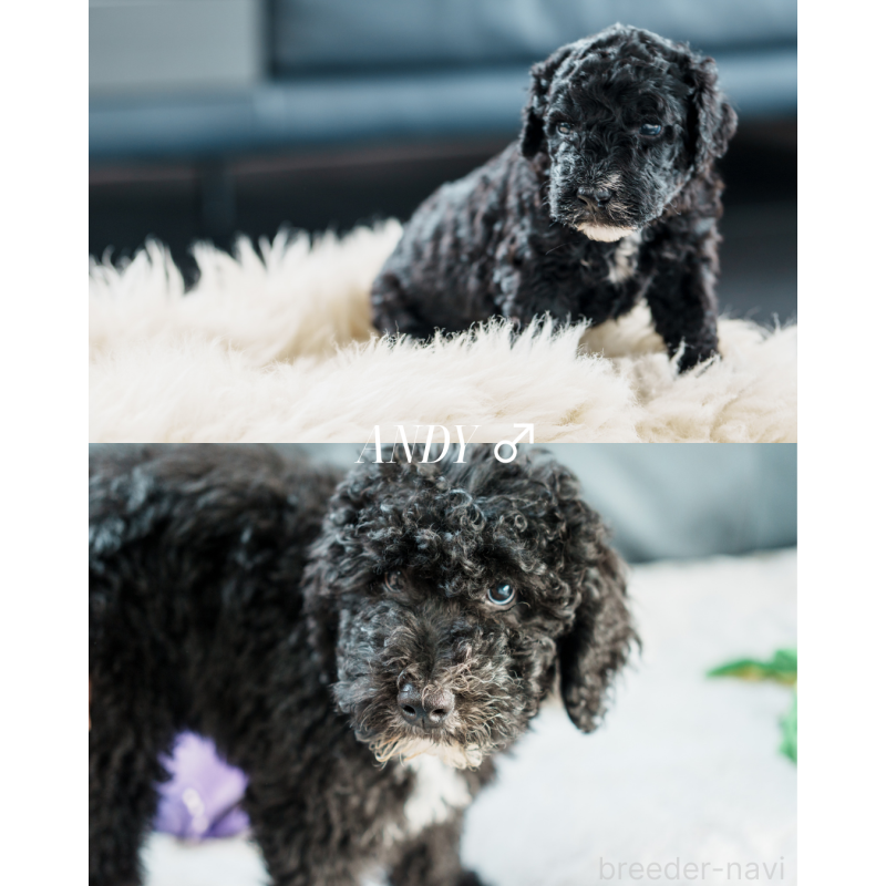 販売中の滋賀県のバーニードゥードル:バーニーズ×スタンダードプードル-412020の2枚目