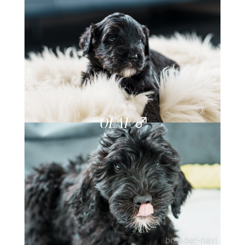 販売中の滋賀県のバーニードゥードル:バーニーズ×スタンダードプードル-412021の2枚目