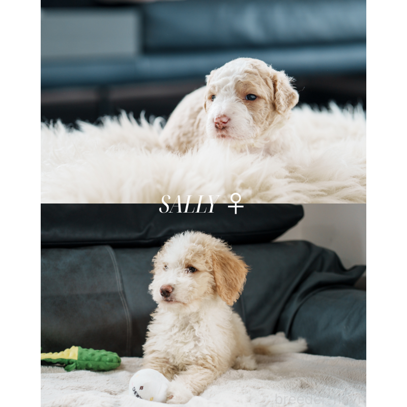 販売中の滋賀県のバーニードゥードル:バーニーズ×スタンダードプードル-412022の2枚目