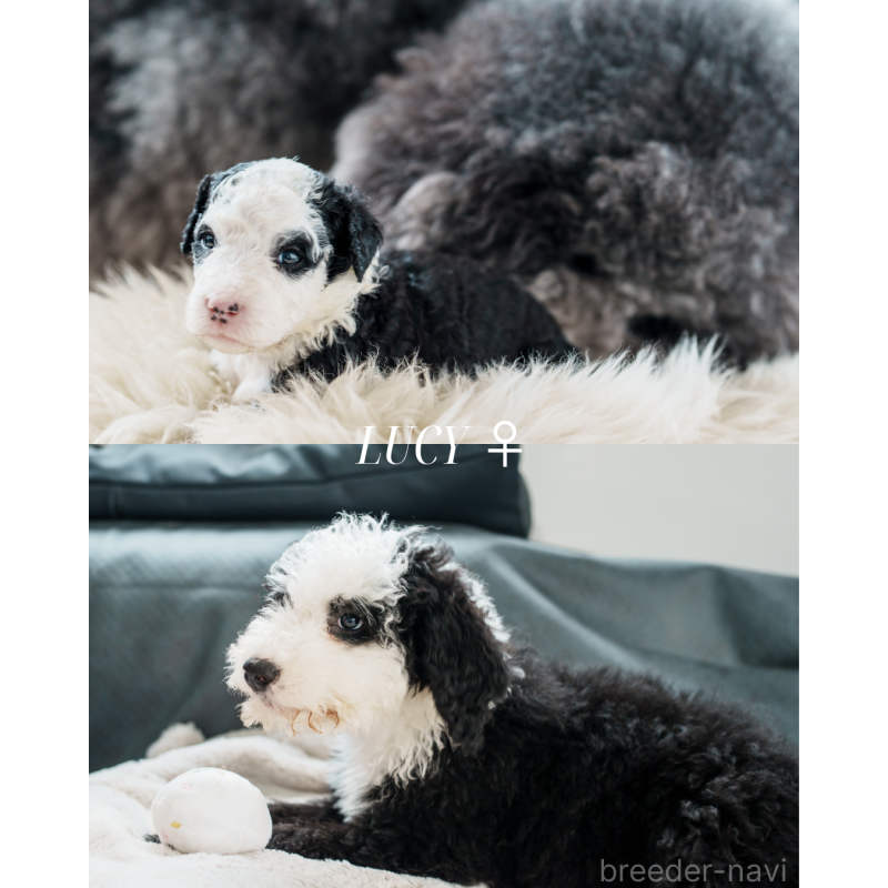 販売中の滋賀県のバーニードゥードル:バーニーズ×スタンダードプードル-412025の2枚目