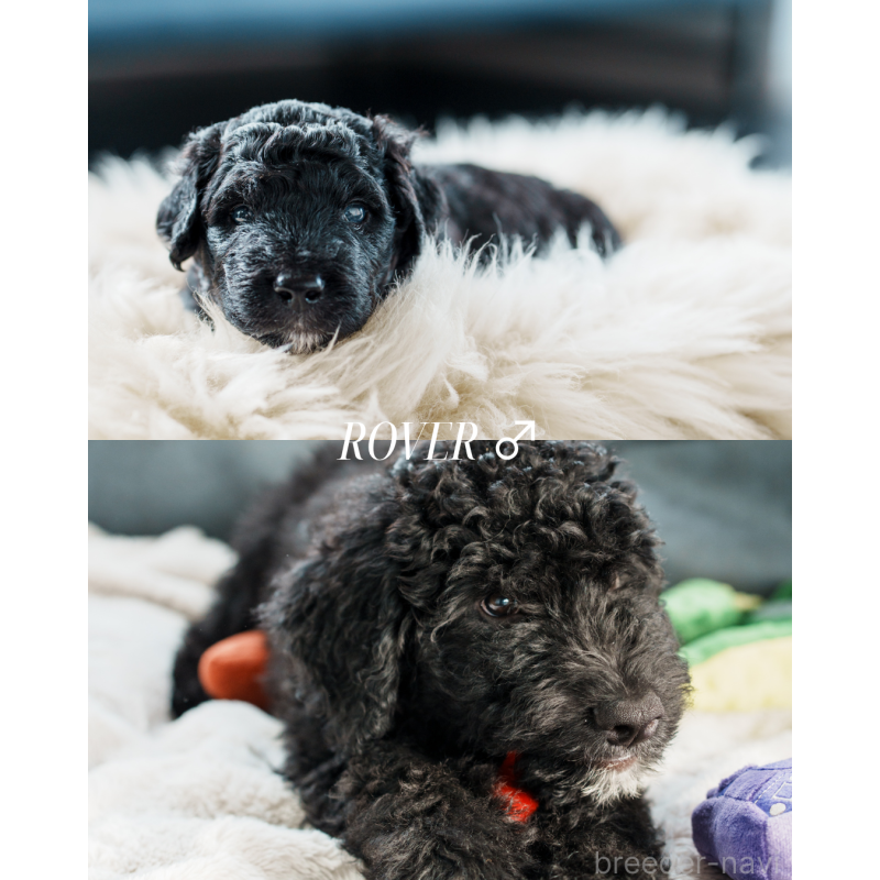 販売中の滋賀県のバーニードゥードル:バーニーズ×スタンダードプードル-412211の2枚目