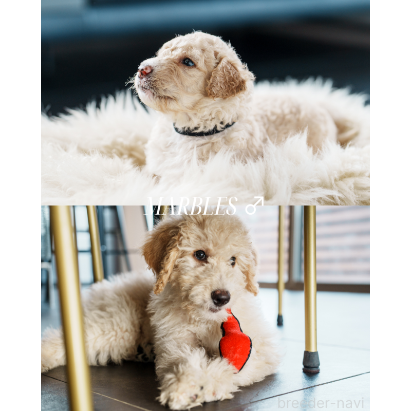 販売中の滋賀県のバーニードゥードル:バーニーズ×スタンダードプードル-412212の2枚目