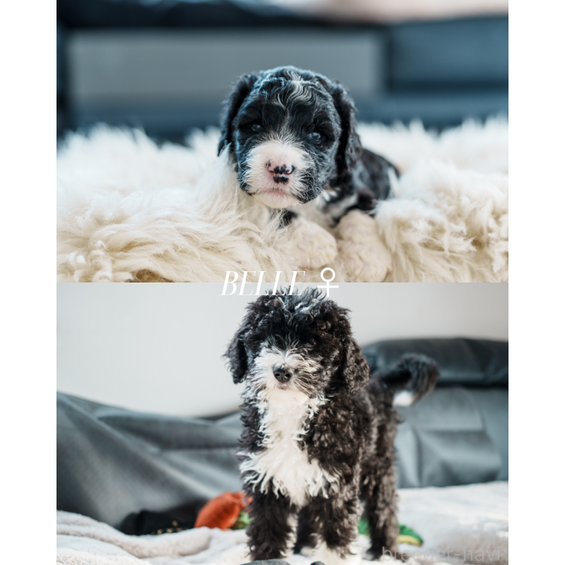 成約済の滋賀県のバーニードゥードル:バーニーズ×スタンダードプードル-412215の2枚目