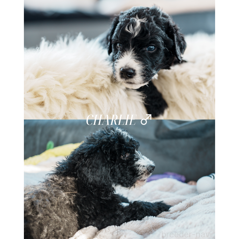 販売中の滋賀県のバーニードゥードル:バーニーズ×スタンダードプードル-412219の2枚目