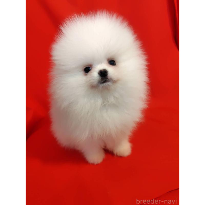 販売中の大阪府のポメラニアン-418836