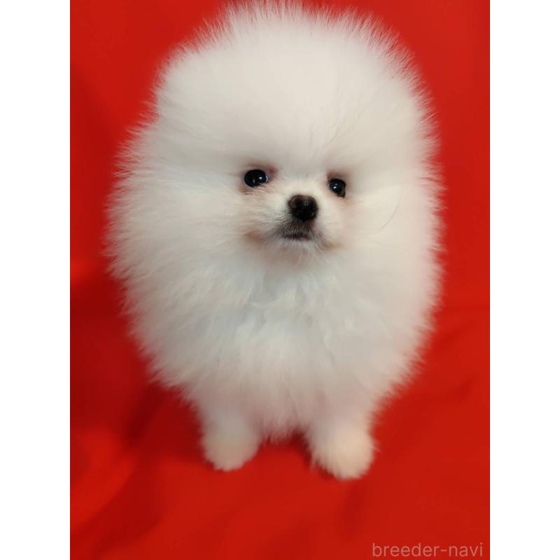 販売中の大阪府のポメラニアン-418836の2枚目