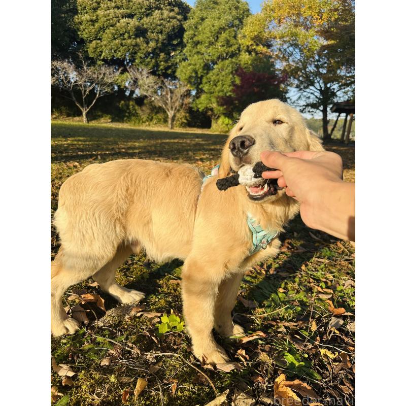 商談中の千葉県のゴールデンレトリーバー-391659の9枚目