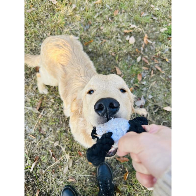 商談中の千葉県のゴールデンレトリーバー-391659の8枚目