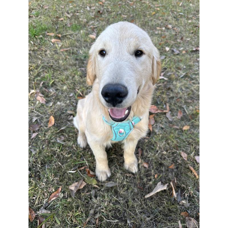 商談中の千葉県のゴールデンレトリーバー-391659の7枚目