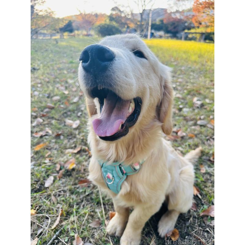 商談中の千葉県のゴールデンレトリーバー-391659の6枚目