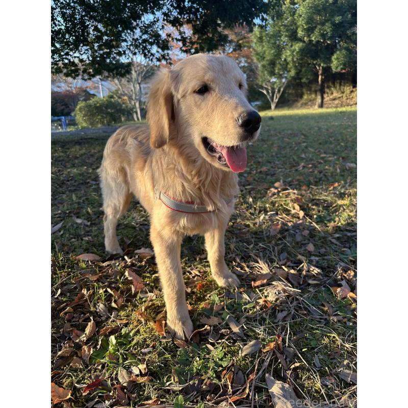 販売中の千葉県のゴールデンレトリーバー-391660の8枚目