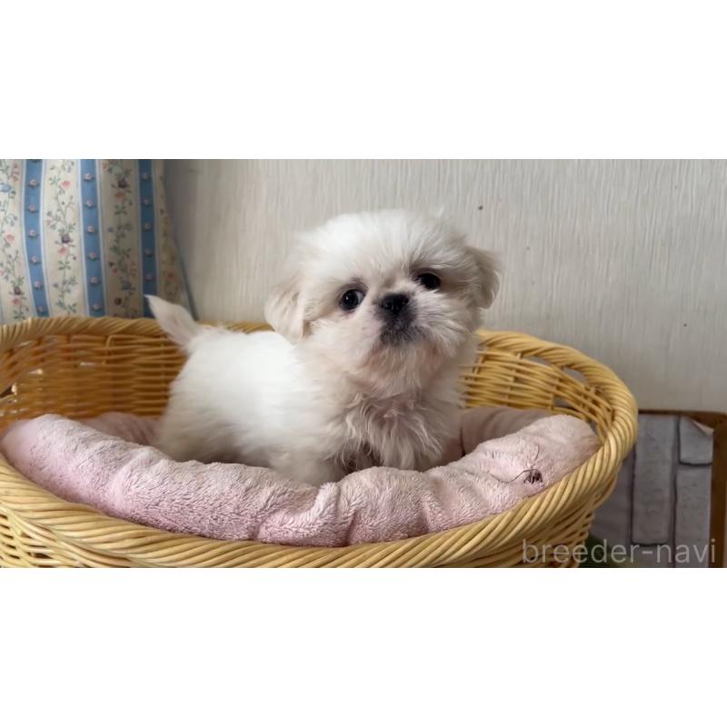 販売中の岡山県のミックス犬-418758の6枚目