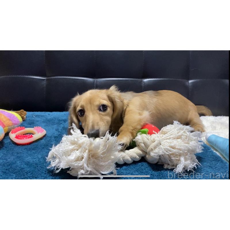 販売中の岐阜県のミニチュアダックスフンド(ロングヘアード)-406690の5枚目