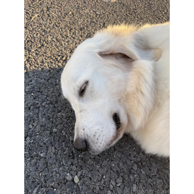 販売中の愛知県のゴールデンレトリーバー-365963の3枚目