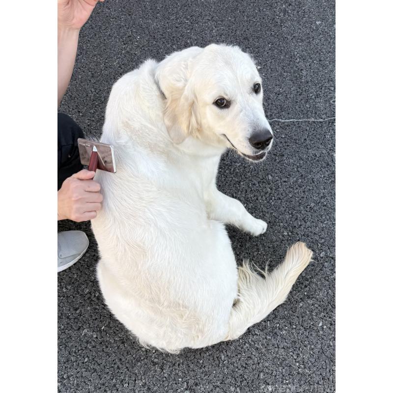 販売中の愛知県のゴールデンレトリーバー-365965の3枚目