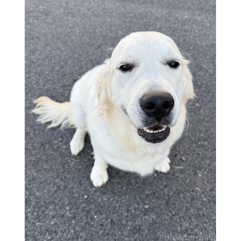 販売中の愛知県のゴールデンレトリーバー-365965の2枚目