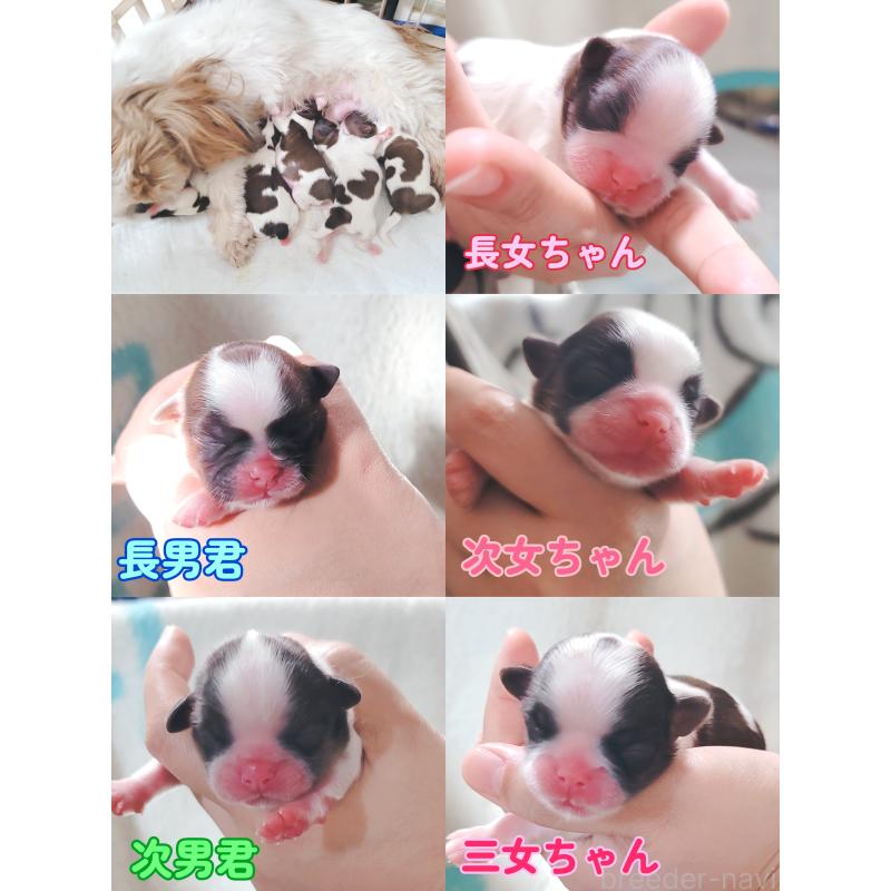 販売中の大分県のシーズー-426765の1枚目