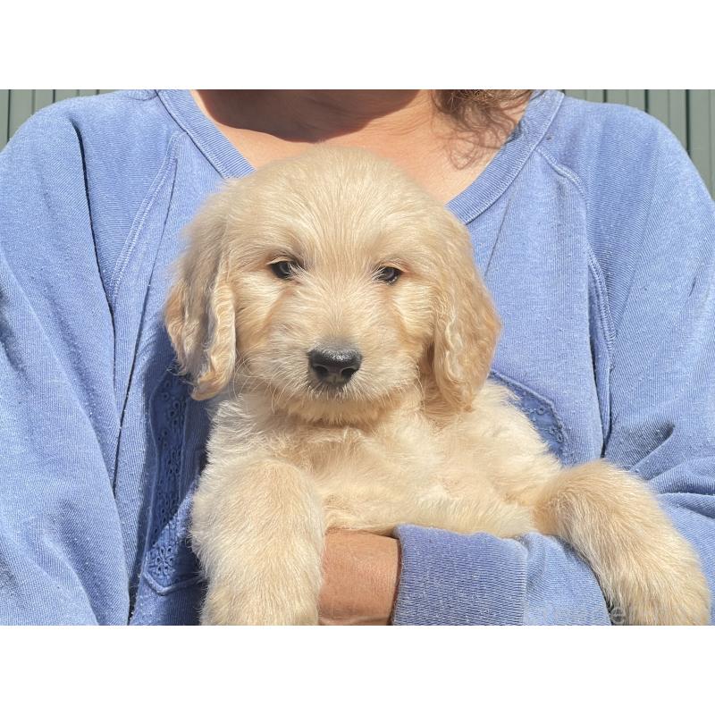 販売中の岐阜県のゴールデンドゥードル:ゴールデンレトリーバー×プードル-426789