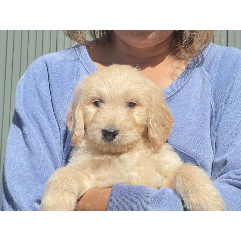 販売中の岐阜県のゴールデンドゥードル:ゴールデンレトリーバー×プードル-426789の7枚目