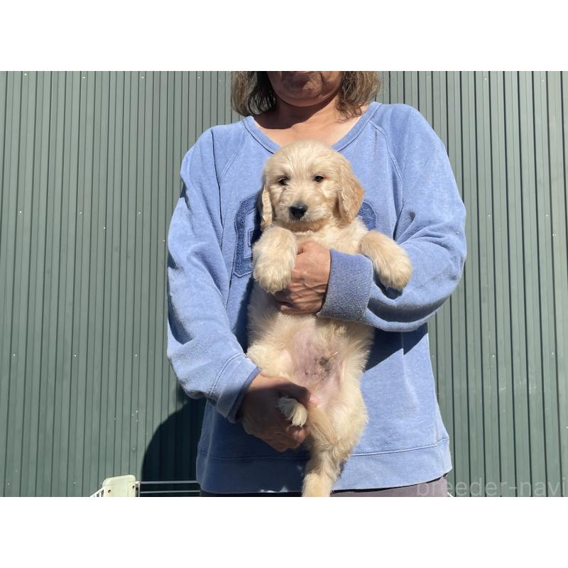 販売中の岐阜県のゴールデンドゥードル:ゴールデンレトリーバー×プードル-426789の6枚目