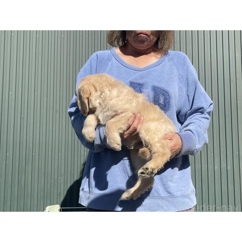 販売中の岐阜県のゴールデンドゥードル:ゴールデンレトリーバー×プードル-426789の5枚目