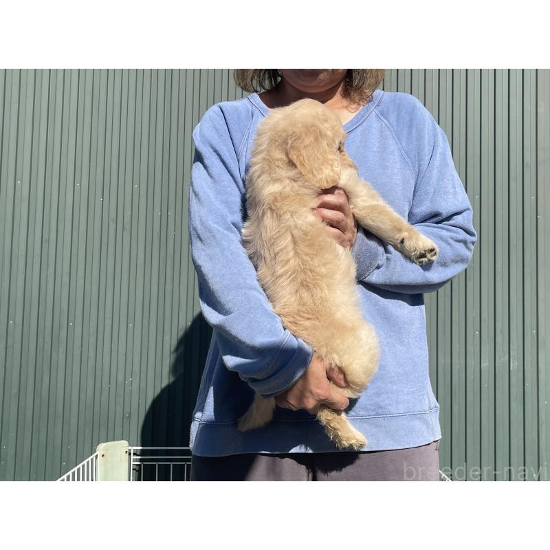 販売中の岐阜県のゴールデンドゥードル:ゴールデンレトリーバー×プードル-426789の3枚目