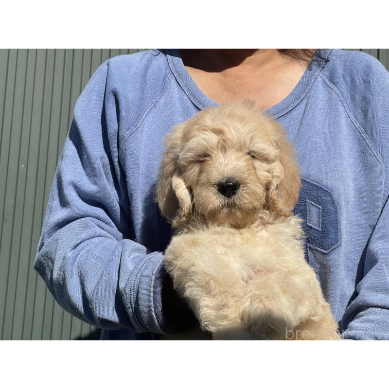 販売中の岐阜県のゴールデンドゥードル:ゴールデンレトリーバー×プードル-426790