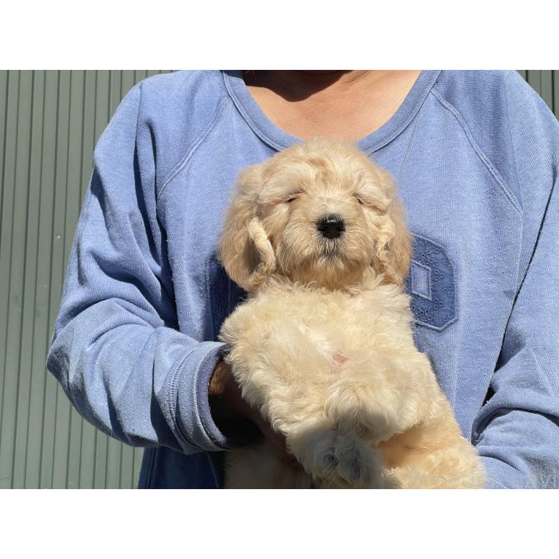 販売中の岐阜県のゴールデンドゥードル:ゴールデンレトリーバー×プードル-426790の6枚目