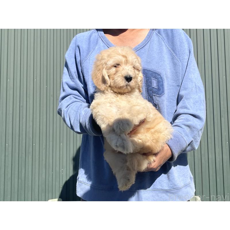 販売中の岐阜県のゴールデンドゥードル:ゴールデンレトリーバー×プードル-426790の5枚目