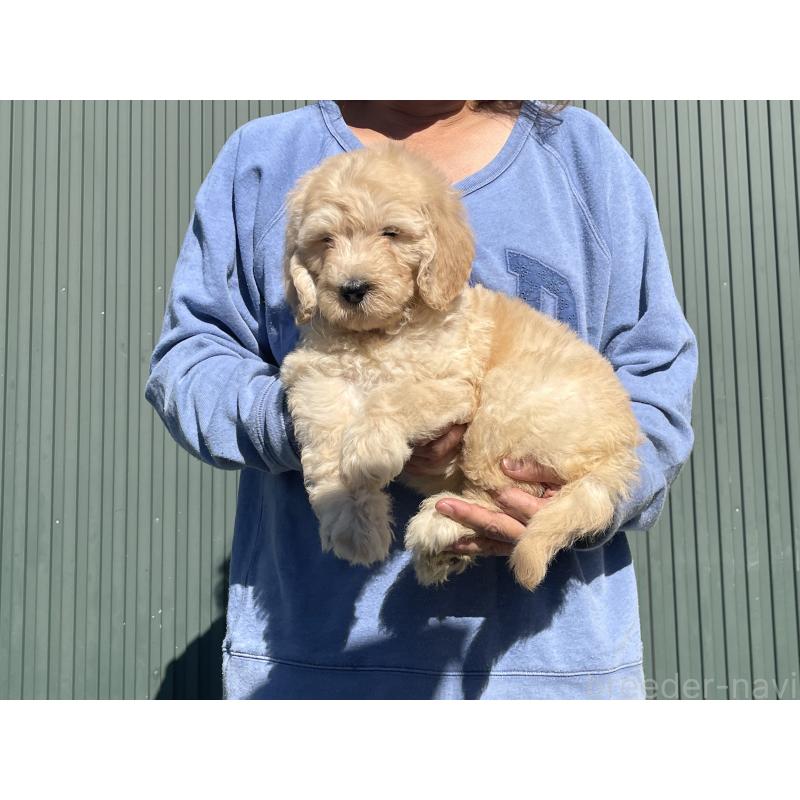 販売中の岐阜県のゴールデンドゥードル:ゴールデンレトリーバー×プードル-426790の4枚目