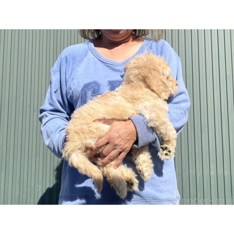 販売中の岐阜県のゴールデンドゥードル:ゴールデンレトリーバー×プードル-426790の3枚目