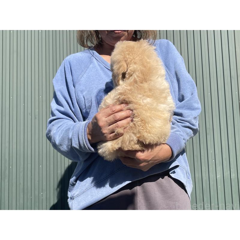 販売中の岐阜県のゴールデンドゥードル:ゴールデンレトリーバー×プードル-426790の2枚目