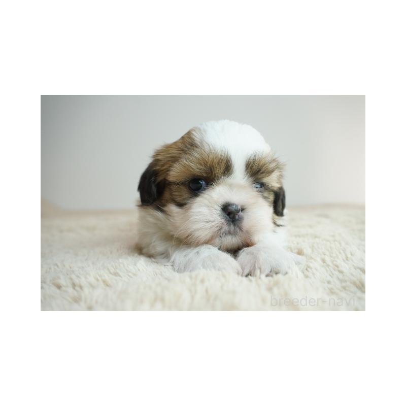 販売中の奈良県のシーズー-426791の4枚目