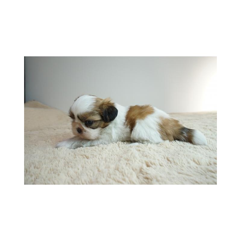 販売中の奈良県のシーズー-426791の5枚目